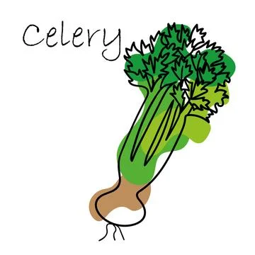 Set of Celery on white background. Vector illustration of celery. One Line Stock Illustration