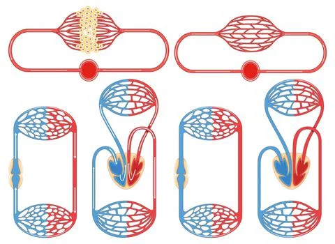 Set of cell division process Illustrazione stock