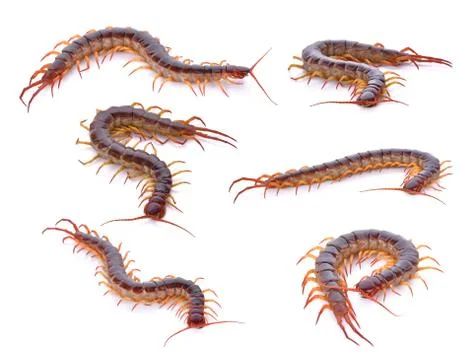 Set of centipede on white background Foto stock