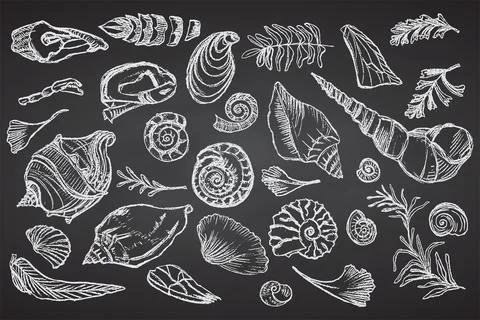 Set of chalk sketch seashells and plants on black board Hand Stock Illustration