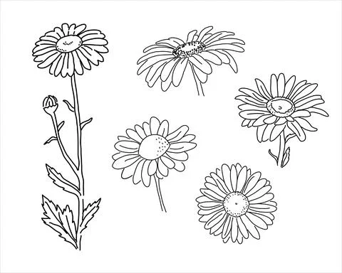 Set of Chamomile in the doodle style Stock Illustration