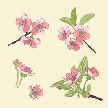 Set-cherry blossoms. Blooming cherry. spring flowers. Drawing. Vector Illustr Stock Illustration