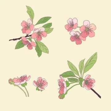 Set-cherry blossoms. Blooming cherry. spring flowers. Drawing. Vector Illustr Illustrazione stock