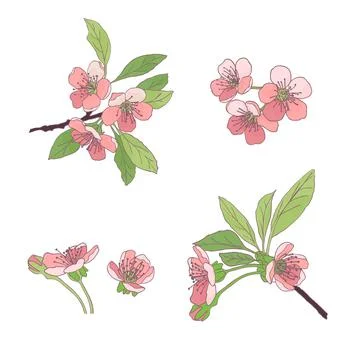 Set-cherry blossoms. Blooming cherry. spring flowers. Drawing. Illustrazione stock