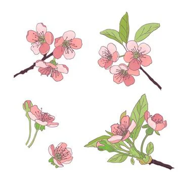 Set-cherry blossoms. Blooming cherry. spring flowers. Drawing. Illustrazione stock