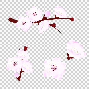 Set of cherry blossoms, branches and flowers. Elements of spring design. Vec Stock Illustration