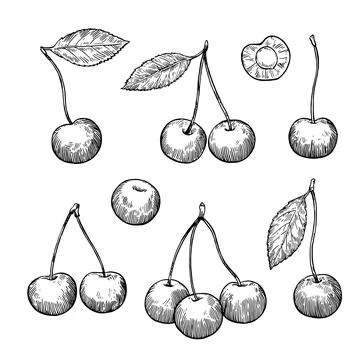Set of cherry ink black and white illustrations isolated on white backgroun.. Stock Photos