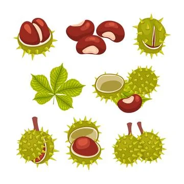 Set of chestnut fruit collection kit, american chestnuts with its spiny bur.. Stock Illustration