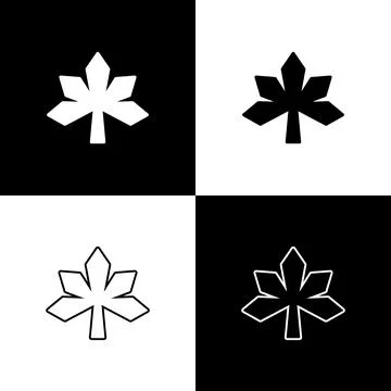 Set Chestnut leaf icon isolated on black and white background. Vector Illustrazione stock