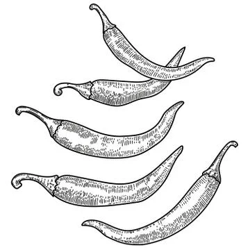 Set of chili pepper illustrations on white background. Design element for pos Stock Illustration