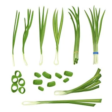 Set of chives set collection with slices green onion, verdure bunch. Choppe.. Stock Illustration