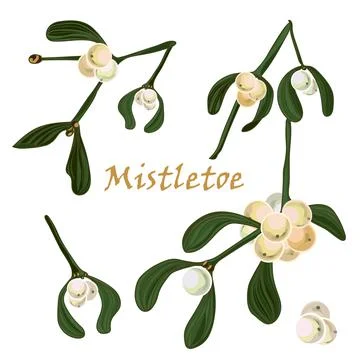 Set of Christmas mistletoe branches Stock Illustration