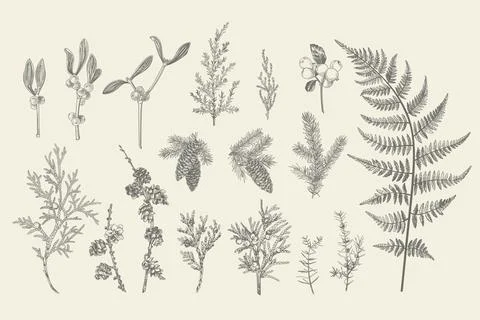 Set of Christmas plants. Stock Illustration