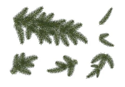 Set: Christmas trees, isolated. Branches of Christmas tree.vector illustratio Stock Illustration