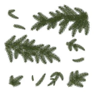 Set: Christmas trees, isolated. Branches of Christmas tree. Stock Illustration
