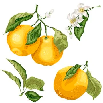 Set with citrus orange fruit tree plant parts. There are leaves, fruits on br Stock-Illustration