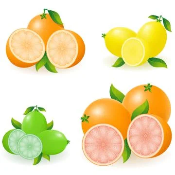Set of citrus orange lemon lime grapefruit vector illustration Stock Illustration