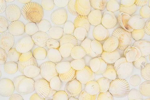 Set of clam mollusc shells isolated on white background Stock Photos