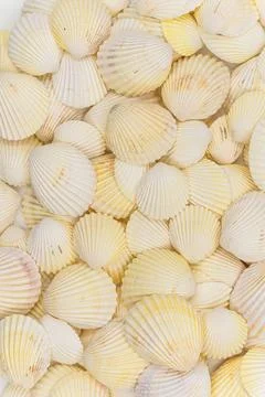 Set of clam mollusc shells isolated on white background Stock Photos