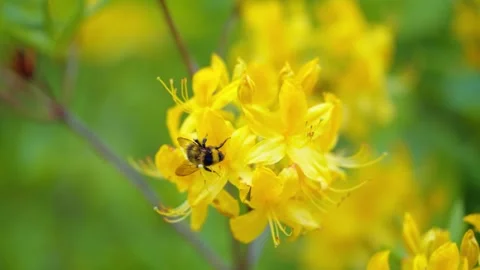 A set of close-ups of bees collecting honey on rhododendron flowers Stock Footage 314634046