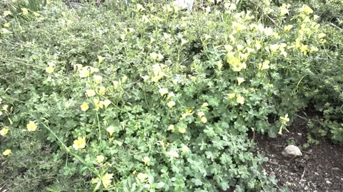 Set of clovers with flower on the mountain Stock Footage 149999164