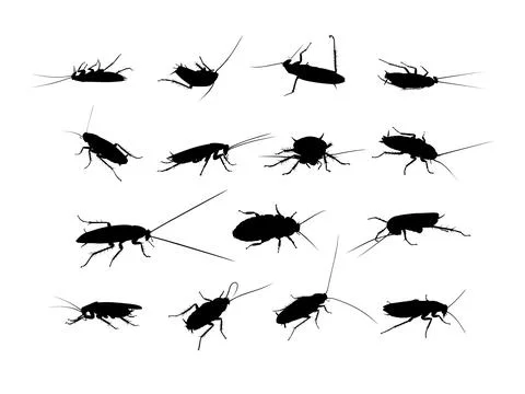 Set of the Cockroach silhouette, oval-shaped insect with long antennae Ilustración de archivo