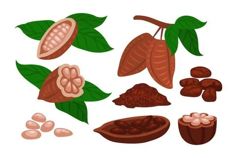 Set of cocoa beans fruit set icon set collection, half cocoa beans, powder .. Stock Illustration