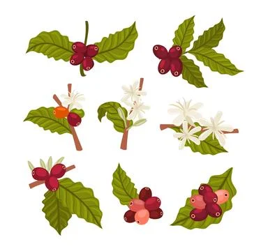 Set of coffee plant collection, Coffee berries growing on branch. Coffee pl.. 스톡 일러스트