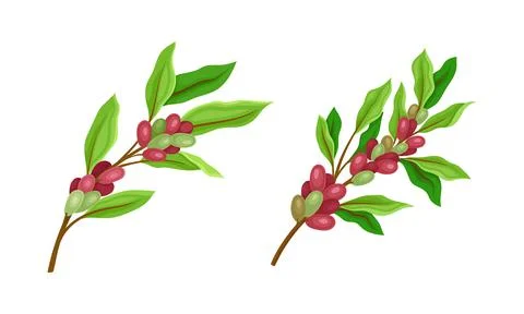 Set of coffee plants twigs with red ripe fruits vector illustration Stock Illustration
