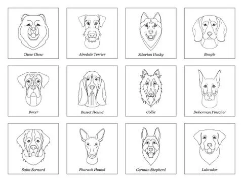 Set, collection of isolated black outline head of airedale terrier, chow, hus Stock Illustration