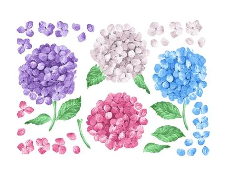 Set collection of Lilac hydrangea flowers, leaves, petals isolated on white Stock Illustration