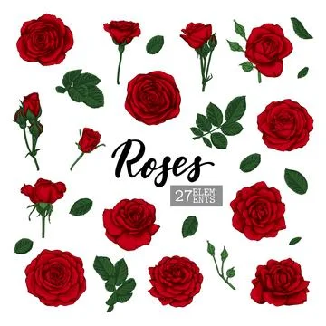Set Collection Red Roses and leaves realistic isolated on white background... Stock Illustration