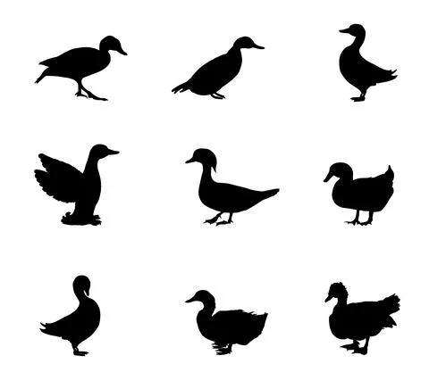 Set collection species of duck vector silhouette illustration イラスト素材