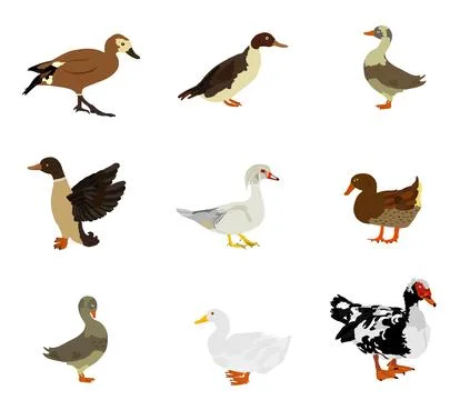 Set collection species of duck vector illustration isolated on white Иллюстрация