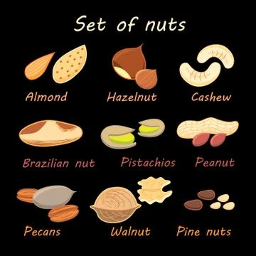 Set collection of various nuts Illustrazione stock
