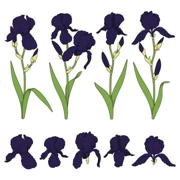 Set of color illustrations with black iris flowers Stock Illustration