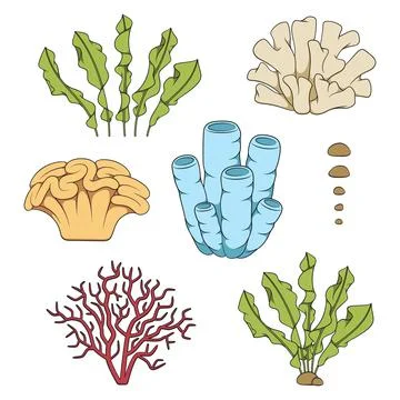 Set of color illustrations with corals and algae. Stock Illustration