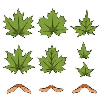 Set of color illustrations with green spring maple leaves and seeds Stock Illustration