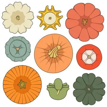 Set of color illustrations with pumpkins of different shapes and varieties Stock Illustration