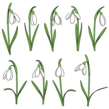Set of color illustrations with snowdrops. Stock Illustration