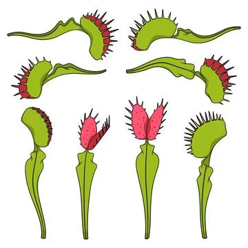 Set of color illustrations of venus flytrap Stock Illustration