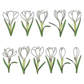 Set of color illustrations with white crocus flowers, saffron Stock Illustration