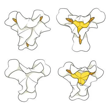 Set of color illustrations with white iris flowers Stock Illustration
