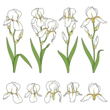 Set of color illustrations with white iris flowers Stock Illustration
