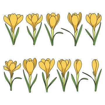 Set of color illustrations with yellow crocus flowers, saffron Stock Illustration
