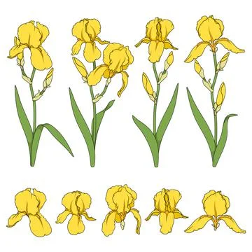 Set of color illustrations with yellow iris flowers. Isolated vector objects. Stock Illustration