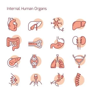 Set of color linear vector icons of human organs. Stock Illustration