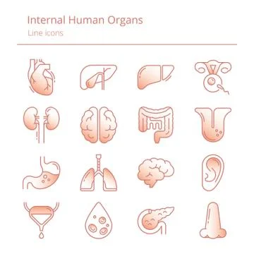 Set of color linear vector icons of human organs with shading gradients. Stock Illustration