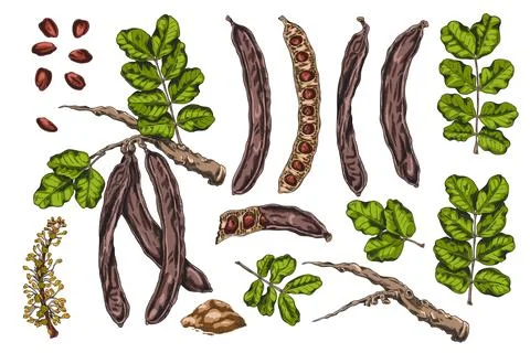 Set of color sketch elements of carob tree: branches, leaves, flowers, pods Stock Illustration