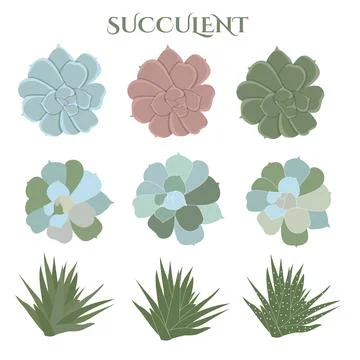 Set of color succulent, hand drawn cactus, floral Stock Illustration